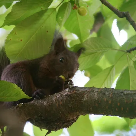 Alpine Rose Chamonix