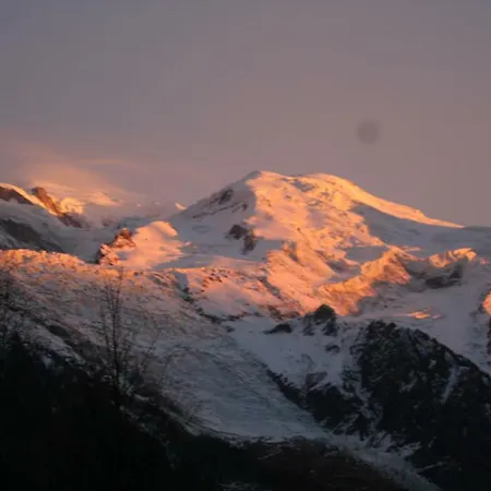 Alpine Rose * Chamonix Mont Blanc