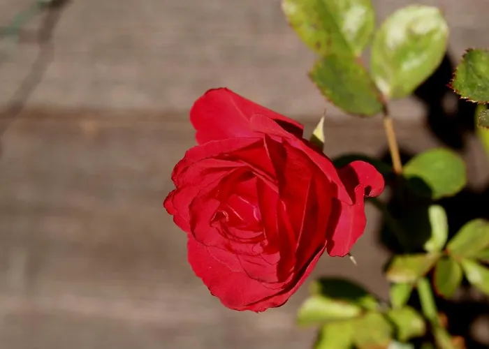 Alpine Rose * Шамоні