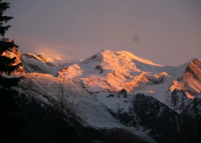 Alpine Rose * Chamonix