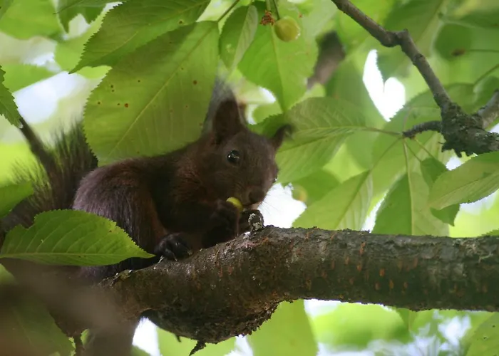 Alpine Rose Chamonix